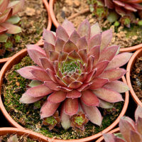 Sempervivum Draco_79581_1Vitr