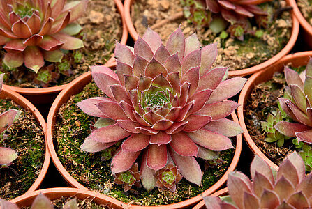 Sempervivum Draco_79581_1Vitr