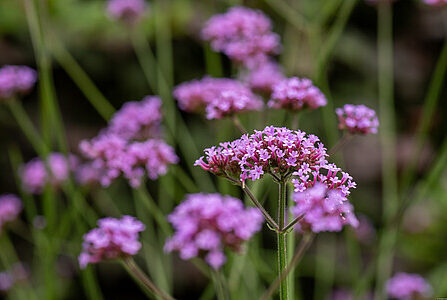 Verbena bonariensis argentiina raudürt Vitr_74459_2