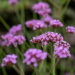 Verbena bonariensis argentiina raudürt Vitr_74459_2