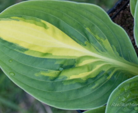 1049_8345_Hosta_Warwick_Comet__3.JPG