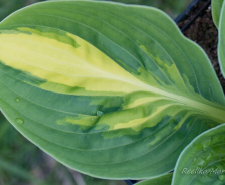 1049_8345_Hosta_Warwick_Comet__3.JPG