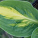 1049_8345_Hosta_Warwick_Comet__3.JPG