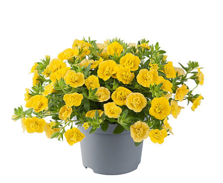 Calibrachoa Twist Double Yellow puispetuunia  _13966_1 Vitr