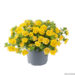 Calibrachoa Twist Double Yellow puispetuunia _13966_1 Vitr