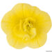Calibrachoa Twist Double Yellow puispetuunia _13966_2 Vitr