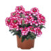 Verbena Wicked Pink Pepper raudürt  _14755_1 Vitr