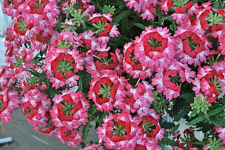 Verbena Wicked Pink Pepper raudürt_14755_2 Vitr