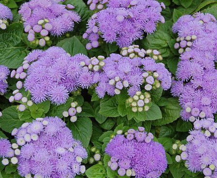 Ageratum houstonianum Aloha Blue mehhiko päsmaslill_47013_1 Vitr