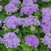 Ageratum houstonianum Aloha Blue mehhiko päsmaslill_47013_1 Vitr