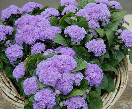 Ageratum houstonianum Aloha Blue mehhiko päsmaslill_47013_2 Vitr