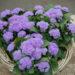 Ageratum houstonianum Aloha Blue mehhiko päsmaslill_47013_2 Vitr