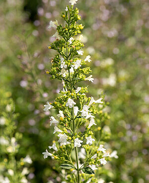 Calamintha nepeta White Cloud naiste-kivimünt _70197_1 Vitr