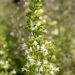 Calamintha nepeta White Cloud naiste-kivimünt _70197_1 Vitr