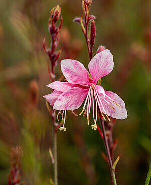 Gaura Lindheimeri Cherry Brandy kalevikepp _71350_1Vitr