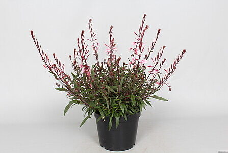 Gaura Lindheimeri Cherry Brandy kalevikepp _71350_2 Vitr