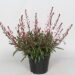 Gaura Lindheimeri Cherry Brandy kalevikepp _71350_2 Vitr