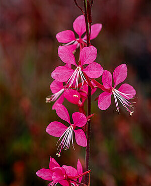 Gaura Lindheimeri Tutti Frutti kalevikepp _71356_1Vitr