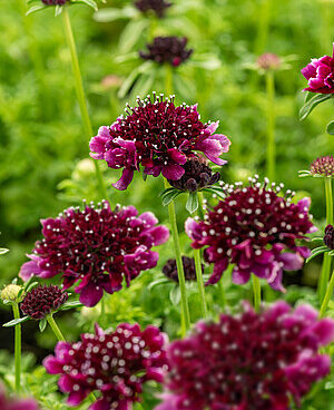 Scabiosa columbaria Barocca tui-tähtpea _75081_2Vitr