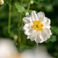 Anemone x hybrida Whirlwind hübriid ülane _73212_1 Vitr