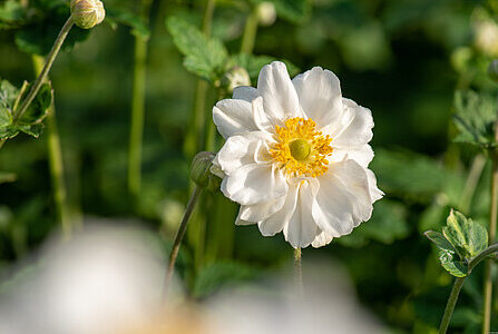 Anemone x hybrida Whirlwind hübriid ülane _73212_1 Vitr