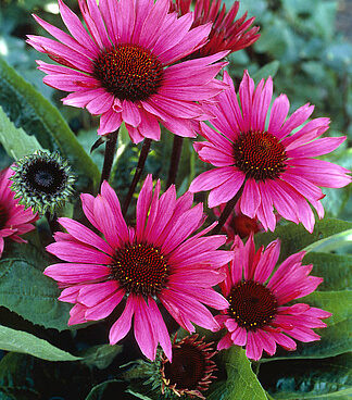 Echinacea Fatal Attraction siilkübar _74295_2 Vitr