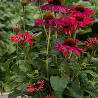 Echinacea Sweet Meadow Mama siilkübar _77405_2 Vitr