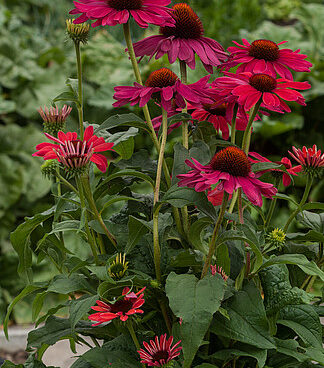 Echinacea Sweet Meadow Mama siilkübar _77405_2 Vitr