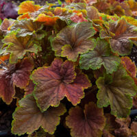 Heuchera Delta Dawn helmikpööris _73786_1 Vitr