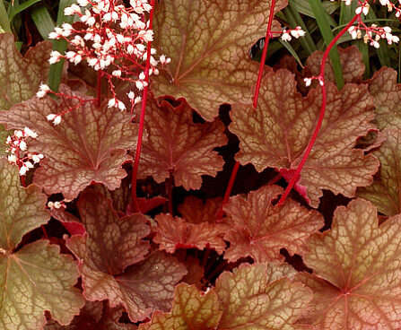 Heuchera Rio helmikpööris_73008_1 Vitr