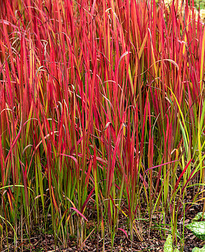 Imperata alang Red Baron _79323_1 Vitr