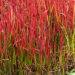 Imperata alang Red Baron _79323_1 Vitr