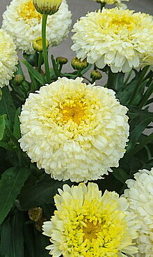 Leucanthemum Luna suureõieline härjasilm _74454_2 Vitr