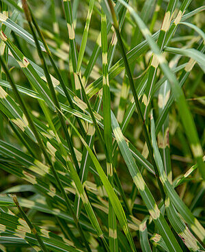 Miscanthus Little Zebra Siidpööris _75057_2 Vitr