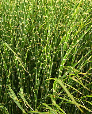 Miscanthus Zebrinus siidpööris _79351_2 Vitr