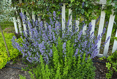 Nepeta Junior Walker naistenõges_75044_1 Vitr