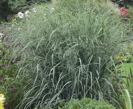 Panicum Blue Fountain vitshirss_74158_1 Vitr