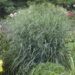 Panicum Blue Fountain vitshirss_74158_1 Vitr