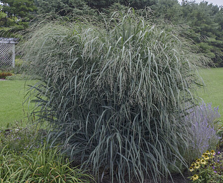 Panicum Blue Fountain vitshirss_74158_2 Vitr