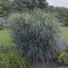 Panicum Blue Fountain vitshirss_74158_2 Vitr