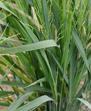 Panicum Blue Fountain vitshirss_74158_3 Vitr