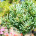 Larix laricina `Porcupine` ameerika lehis (1)