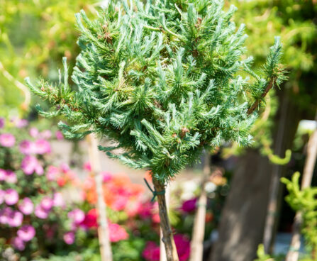 Larix laricina `Porcupine` ameerika lehis (2)