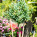 Larix laricina `Porcupine` ameerika lehis (2)