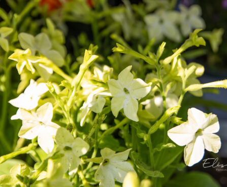 Nicotiana affins lilltubakas