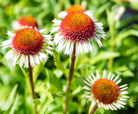 Echinacea purpurea `Strawberry and Cream` siilkübar (1)