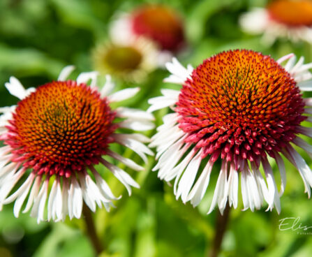 Echinacea purpurea `Strawberry and Cream` siilkübar (2)