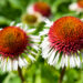 Echinacea purpurea `Strawberry and Cream` siilkübar (2)