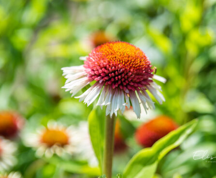 Echinacea purpurea `Strawberry and Cream` siilkübar (3)