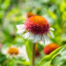 Echinacea purpurea `Strawberry and Cream` siilkübar (3)